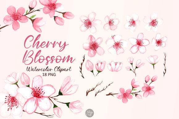 Cherry Blossom Watercolor Clipart and Illustrations