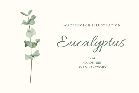 Watercolor Eucalyptus Leaf Clip Art and Illustrations