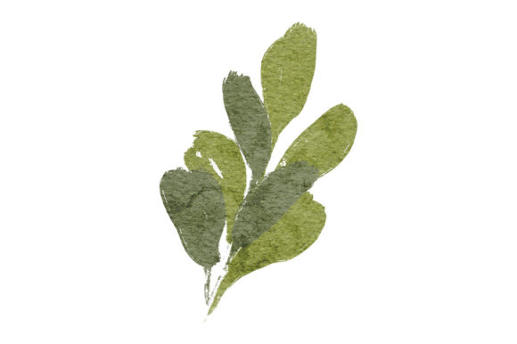 Watercolor Green Foliage Paint Element and Illustrations
