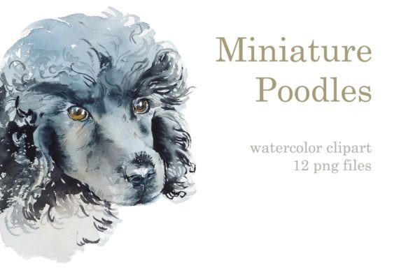 Watercolor Miniature Poodles