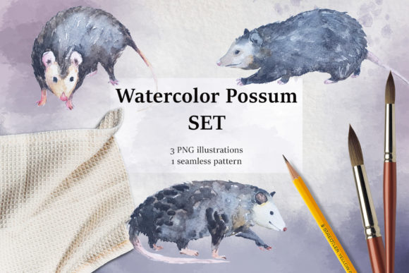 Watercolor Possum Illustrations