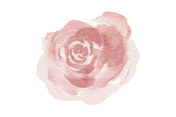 Watercolor Rose Flower Element Paint and Illustrations